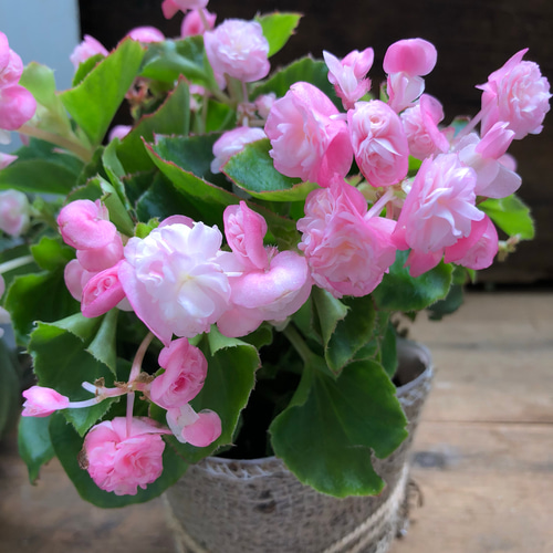 八重咲き♡ベピーピンク♡ベコニア♡育てやすい♡ガーデニング