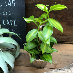 バニラ♡甘い香りのもと♡つる性の観葉植物♡板付き♡ガーデニング♡インテリア 2枚目の画像