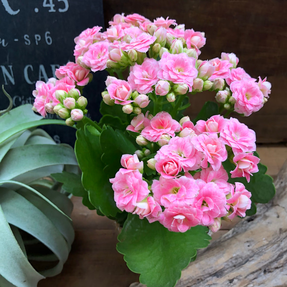 豪華♡バラ咲き♡クララ♡ピンク♡多肉植物♡カランコエ♡ガーデニング 3枚目の画像