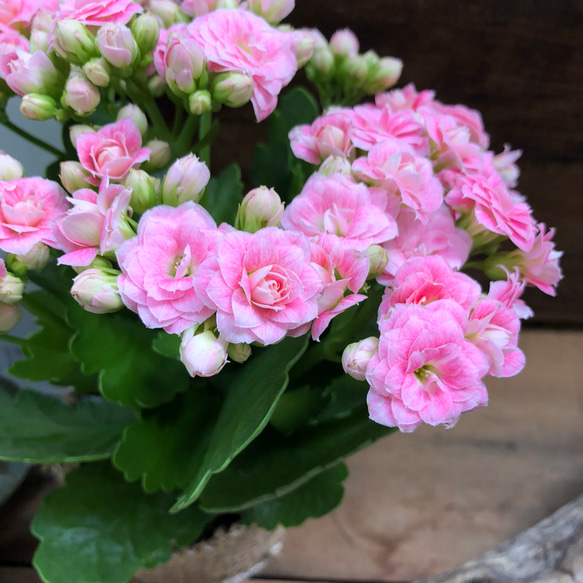 豪華♡バラ咲き♡クララ♡ピンク♡多肉植物♡カランコエ♡ガーデニング 4枚目の画像
