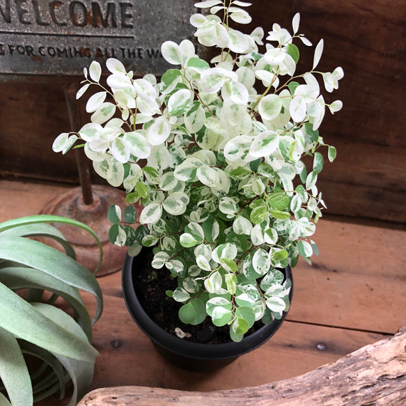 ゆらゆら涼しげ♡ヨウシュコバンの木♡斑入り♡観葉植物♡ガーデニング♡ 4枚目の画像