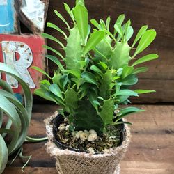 希少♡棘のある多肉植物♡彩雲閣♡ユーフォルビア♡多肉植物♡インテリア 5枚目の画像