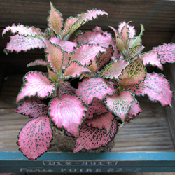 ピンクのフィットニア♡観葉植物♡葉脈♡ガーデニング 1枚目の画像