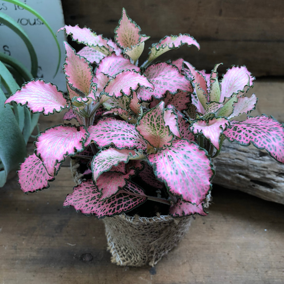ピンクのフィットニア♡観葉植物♡葉脈♡ガーデニング 2枚目の画像