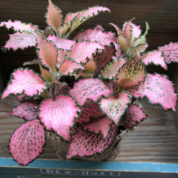 ピンクのフィットニア♡観葉植物♡葉脈♡ガーデニング 3枚目の画像