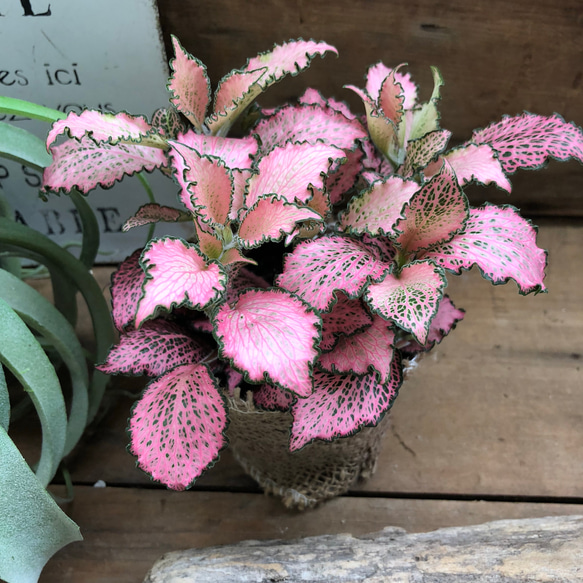 ピンクのフィットニア♡観葉植物♡葉脈♡ガーデニング 4枚目の画像