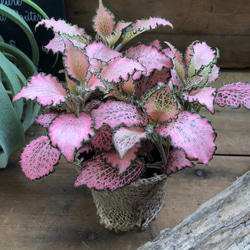 ピンクのフィットニア♡観葉植物♡葉脈♡ガーデニング 5枚目の画像