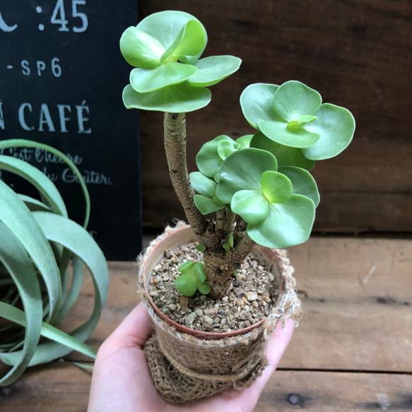 希少♡木立♡モロキエンス♡多肉植物♡インテリアグリーン♡観葉植物 2枚目の画像