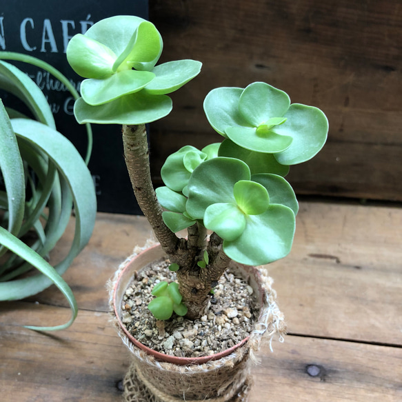 希少♡木立♡モロキエンス♡多肉植物♡インテリアグリーン♡観葉植物 5枚目の画像