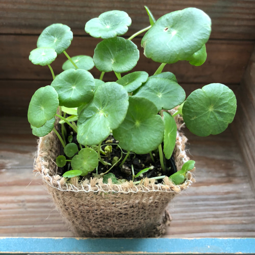 水中の中でも育ちます♡ウォーターマッシュルーム♡水生植物♡涼しげ
