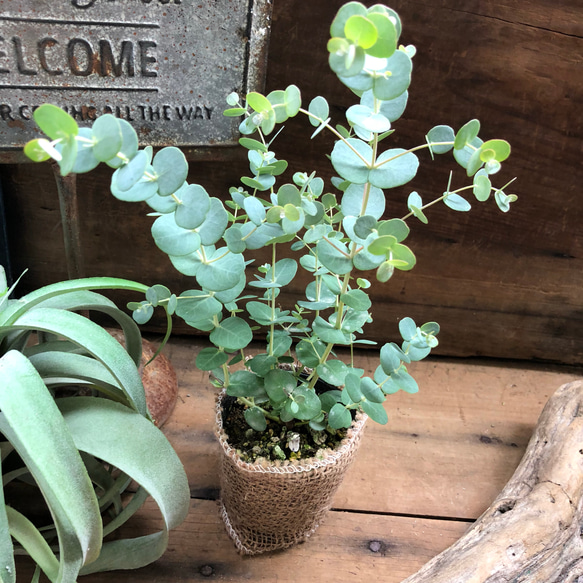 可愛い♡おしゃれ♡ユーカリグニー♡ガーデニング♡観葉植物♡ 1枚目の画像