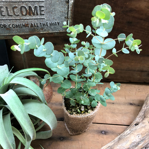 可愛い♡おしゃれ♡ユーカリグニー♡ガーデニング♡観葉植物♡ 5枚目の画像