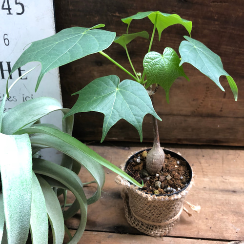 フィルミアナ コロラータ　斑入り　レア フィルミアナ コロラータ 斑入り レア 希少♡高価な♡フォルムな素敵