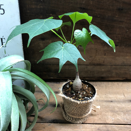 【極美/大株/塊根植物】フィルミアナ コロラータ 鉢植え 塊根植物】フィルミアナ コロラータ PLUS the green FIKA POT