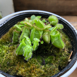 大株♡SALE♡セファロタス♡助かる♡多肉植物♡食虫植物♡ 1枚目の画像