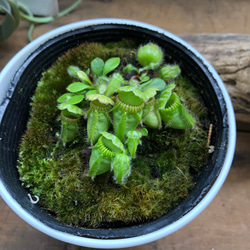 大株♡SALE♡セファロタス♡助かる♡多肉植物♡食虫植物♡ 3枚目の画像