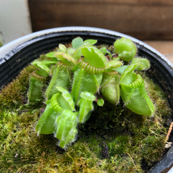 大株♡SALE♡セファロタス♡助かる♡多肉植物♡食虫植物♡ 5枚目の画像