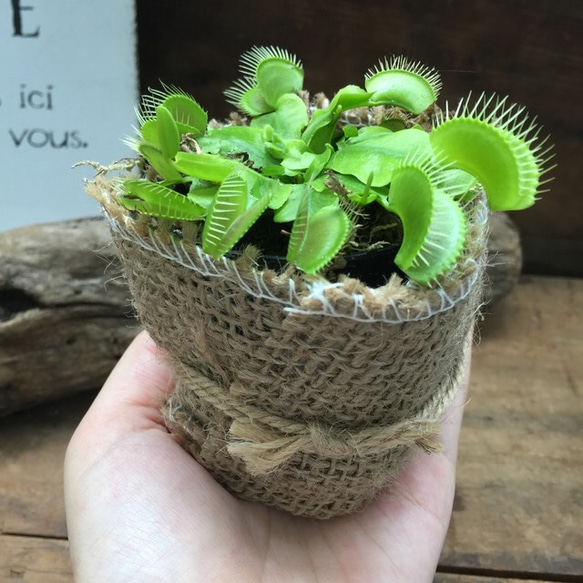 ハエトリ草♡助かる♡食虫植物♡多肉植物♡インテリア 2枚目の画像