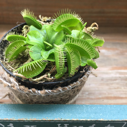 ハエトリ草♡助かる♡食虫植物♡多肉植物♡インテリア 3枚目の画像