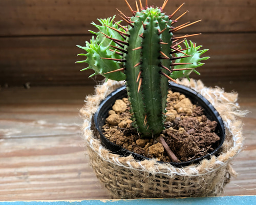 0_3953e7f848efbf1becbf26127f23