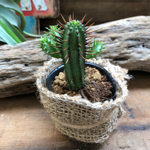 ミニサイズ♡紅彩閣♡ユーフォルビア♡トゲトゲ♡サボテン♡多肉植物