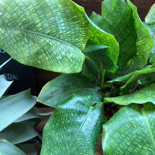 モザイク柄♡幾何学模様♡ムサイカ♡カラテア♡観葉植物♡インテリア