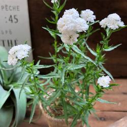 毎年咲きます♡八重咲き♡ゆきてまり♡ガーデニング♡アキレア♡観葉植物 1枚目の画像