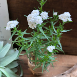 毎年咲きます♡八重咲き♡ゆきてまり♡ガーデニング♡アキレア♡観葉植物 2枚目の画像