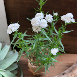 毎年咲きます♡八重咲き♡ゆきてまり♡ガーデニング♡アキレア♡観葉植物 4枚目の画像