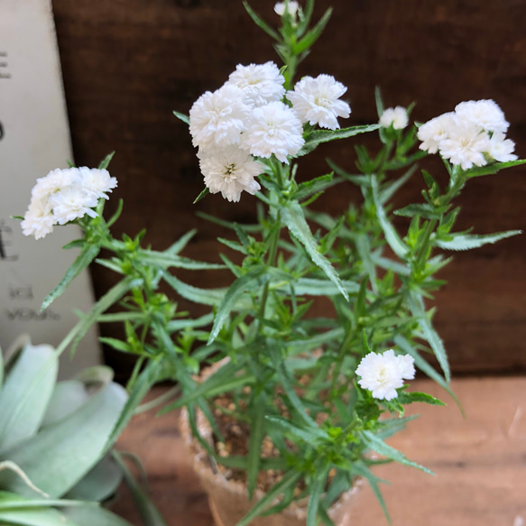 毎年咲きます♡八重咲き♡ゆきてまり♡ガーデニング♡アキレア♡観葉植物 5枚目の画像