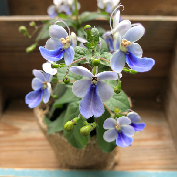 美しい花柄のリボンがアクセント\tHermes\tEglantine Bloom ハット リンク】2WAYリボン付きお花みたいなギンガムチェックハット