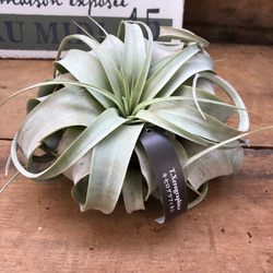 ［現品］【希少】ディッキア　メタルストライプス　3号　観葉植物　室内　レア 現品］【希少】ディッキア メタルストライプス 3号 観葉植物