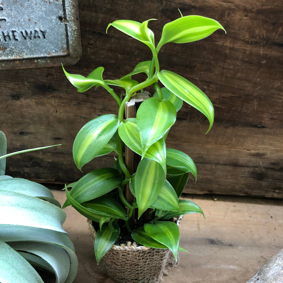 甘い香りのもと♡バニラ♡つる性の観葉植物♡インテリア♡ガーデニング♡ 3枚目の画像