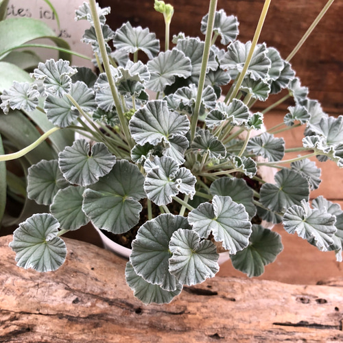 大苗♡シックでおしゃれ♡ペラルゴニウム シドイデス♡観葉植物