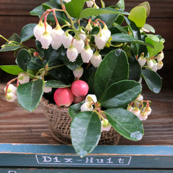 今季初♡白の花と可愛い実♡チェッカーベリー♡ガーデニング♡冬の真珠♡ 4枚目の画像