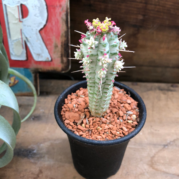 紅葉する多肉植物♡ミルクトロン♡ユーフォルビア♡インテリア♡ 1枚目の画像