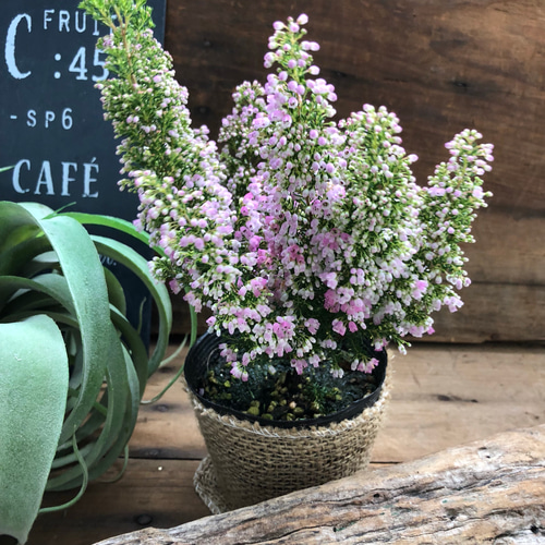 ふわふわ♡雪のようなピンクのお花♡エリカ♡ガーデニング アート