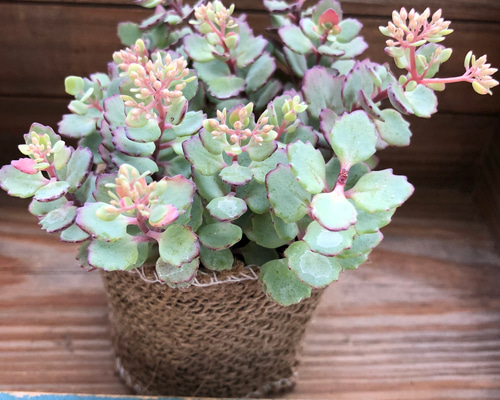 0_19dc24169cc1bf08d213b5adaeb8