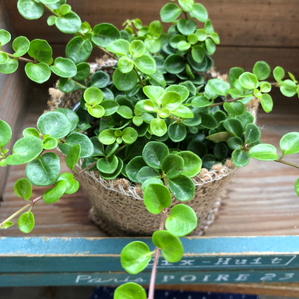 希少♡丸い葉っぱのロニセラ♡マカロン♡観葉植物♡這う植物♡ガーデニング 1枚目の画像