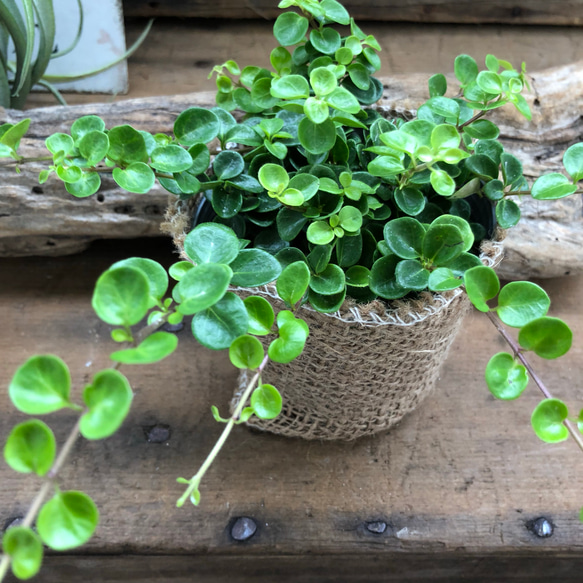 希少♡丸い葉っぱのロニセラ♡マカロン♡観葉植物♡這う植物♡ガーデニング 3枚目の画像