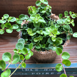 希少♡丸い葉っぱのロニセラ♡マカロン♡観葉植物♡這う植物♡ガーデニング 4枚目の画像