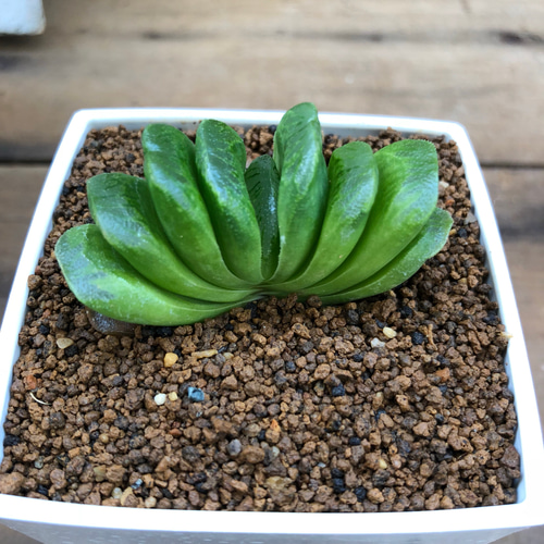 お得♡グリーン玉扇♡3個のみ♡ハオルチア♡多肉植物♡インテリア