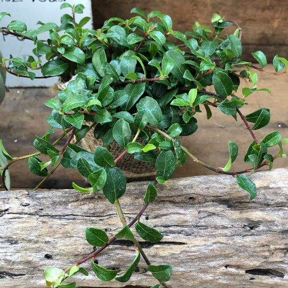 つる性ガジュマル♡幸福を呼ぶ♡這う植物♡観葉植物 4枚目の画像