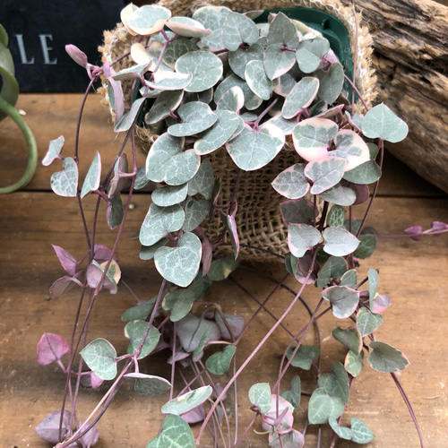 斑入り♡レディハート♡ハートの葉っぱ♡垂れ下がり♡多肉植物