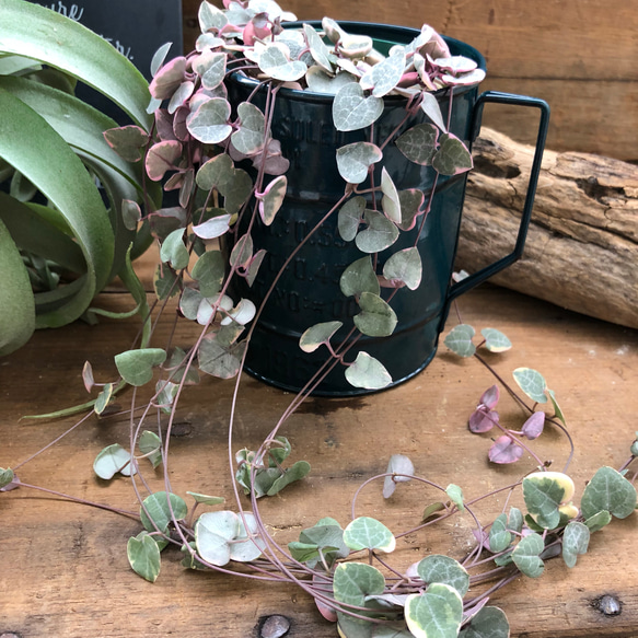 2点セット♡レディハート＋黒カップ♡多肉植物♡垂れ下がり♡ハート 