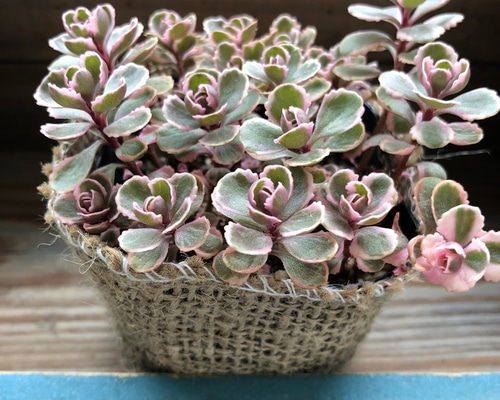 ピンクの縁取り♡トリカラー♡可愛いセダム♡多肉植物♡インテリア