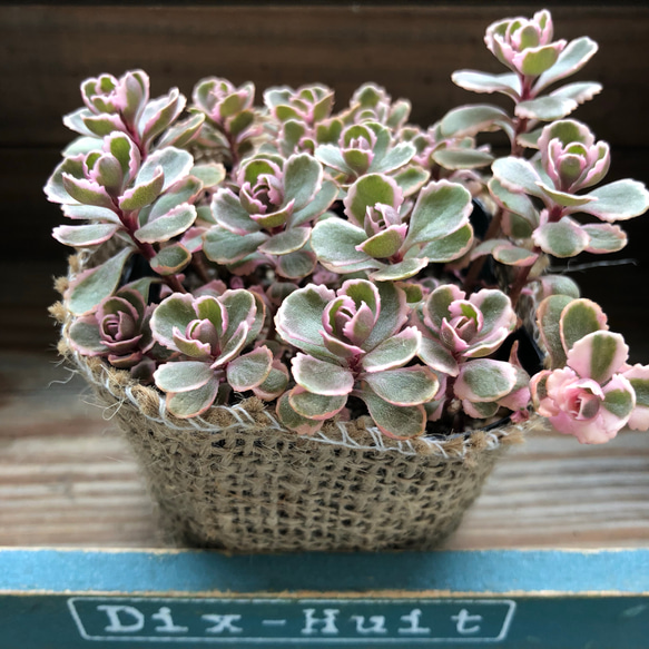 ピンクの縁取り♡トリカラー♡可愛いセダム♡多肉植物♡インテリア
