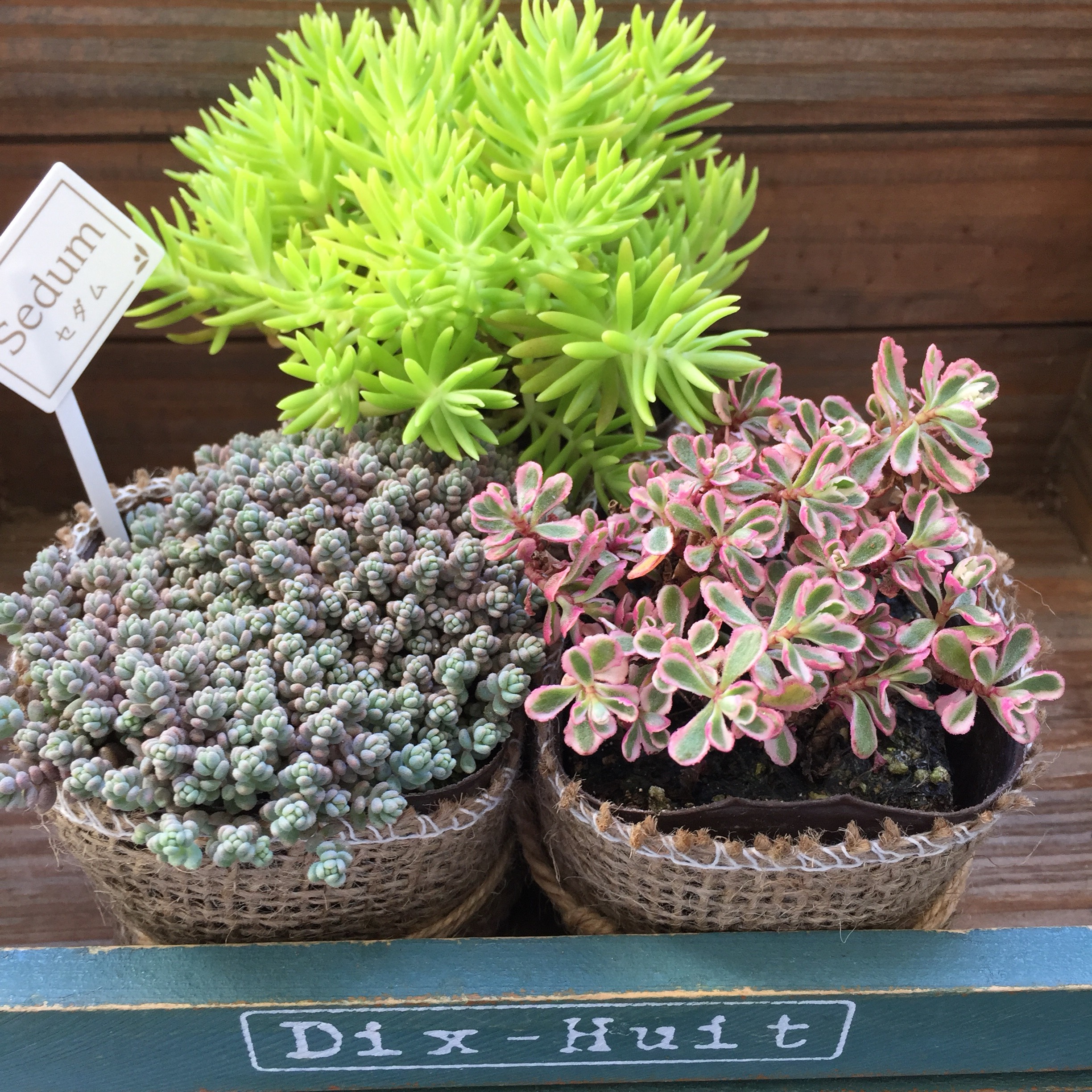 ★★セダム畑❤️★寄せ植え★ちまちまキュンキュン★このまま飾れます★多肉植物