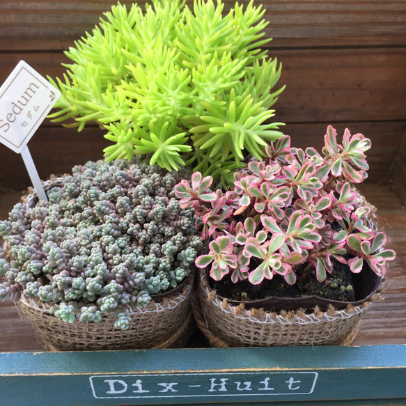 今期販売終了！多肉植物セット Sサイズ10種類苗セット 多肉植物根付苗セット 多肉植物セット