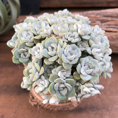 モリモリ♡美苗♡白雪ミセバヤ♡多肉植物♡セダム♡ アート